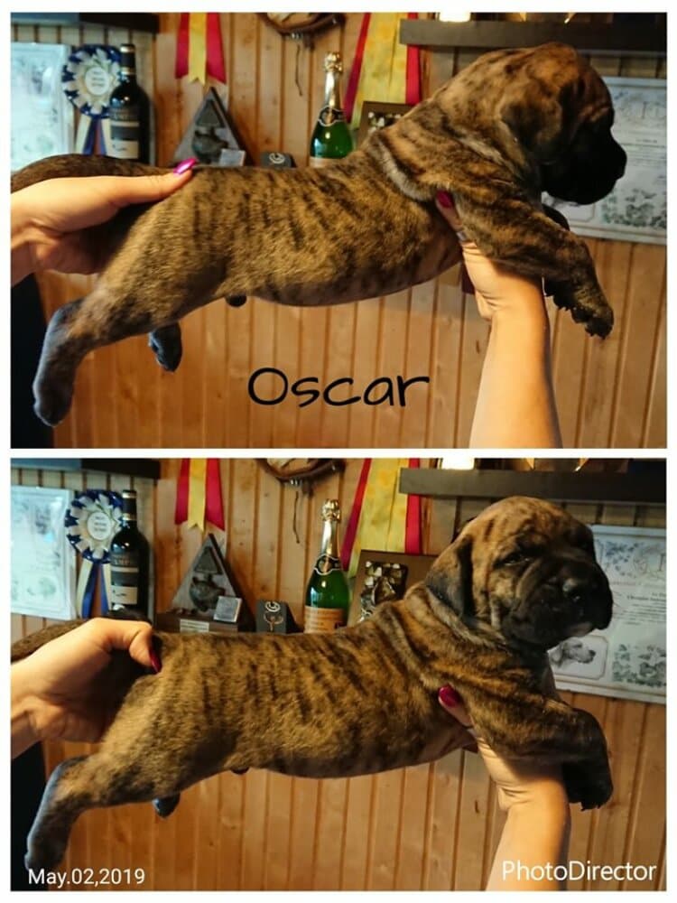 OSCAR NUESTRA SANGRE 1