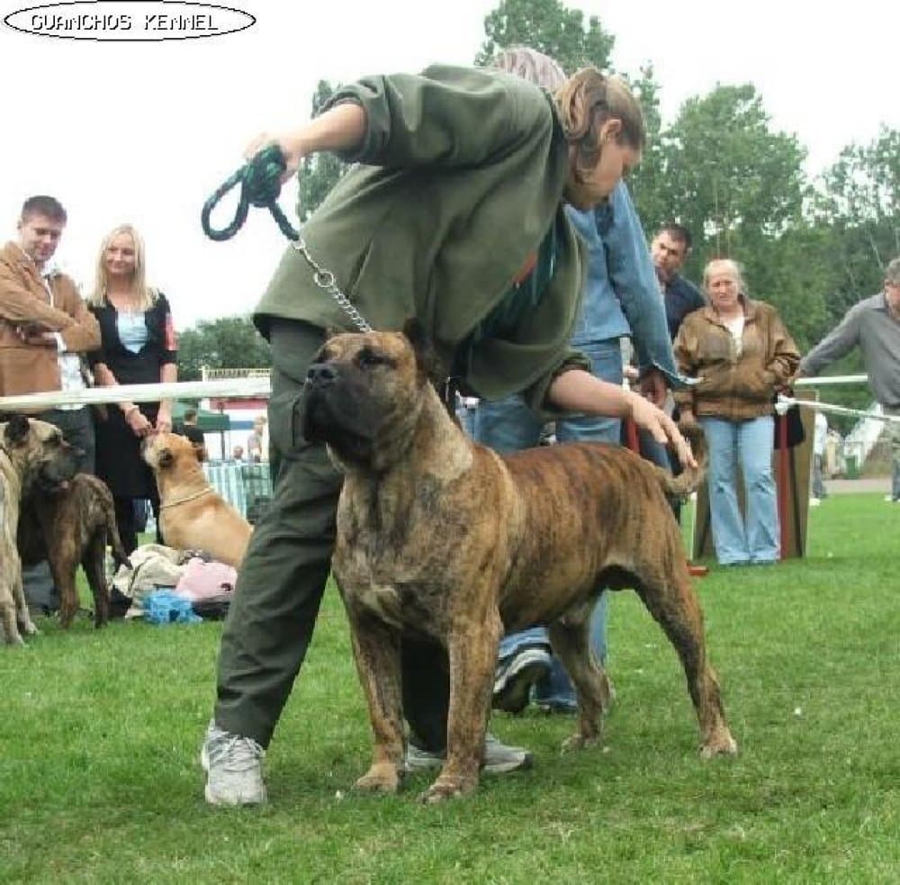 GREAT OVACTION KOZIOLKOWA DOLINA 1
