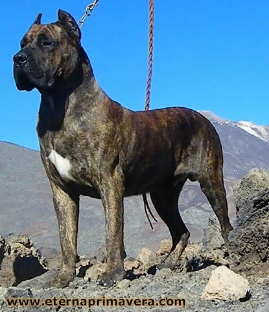 DIESEL DE ETERNA PRIMAVERA 1