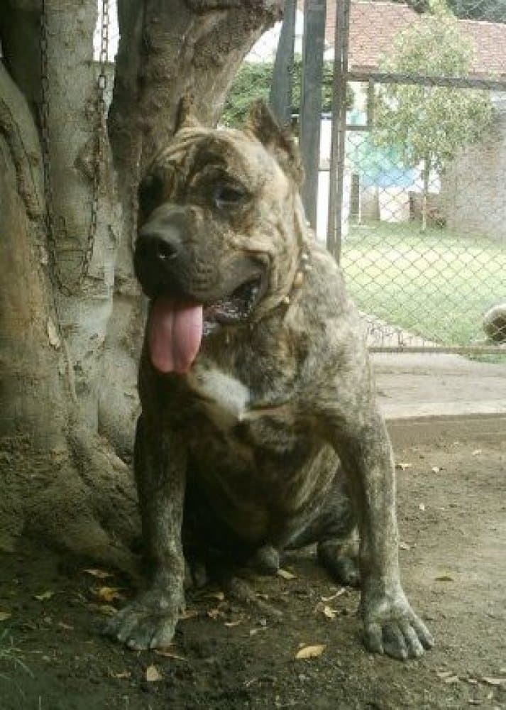 KIMONO DEL CANE CLUB 1