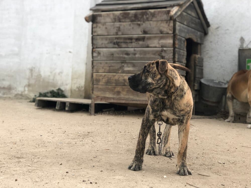 MARLON DE KING ZULU 1