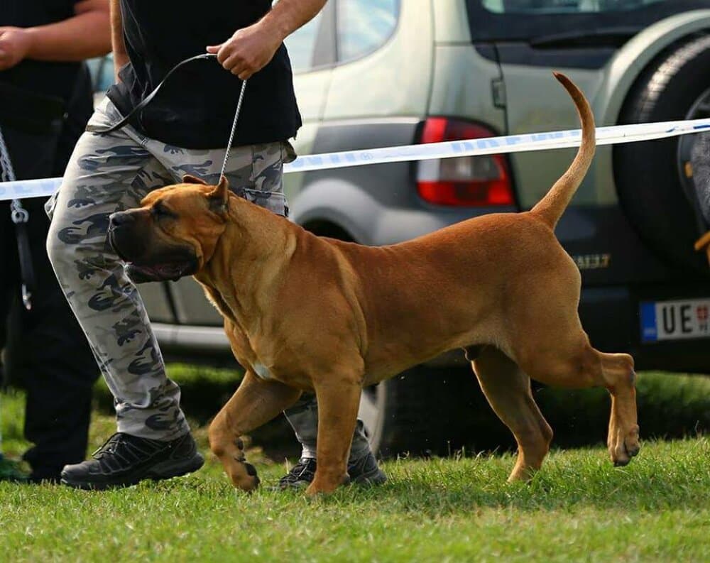 BONGO CANCHAS DE LOS GUANCHOS 1