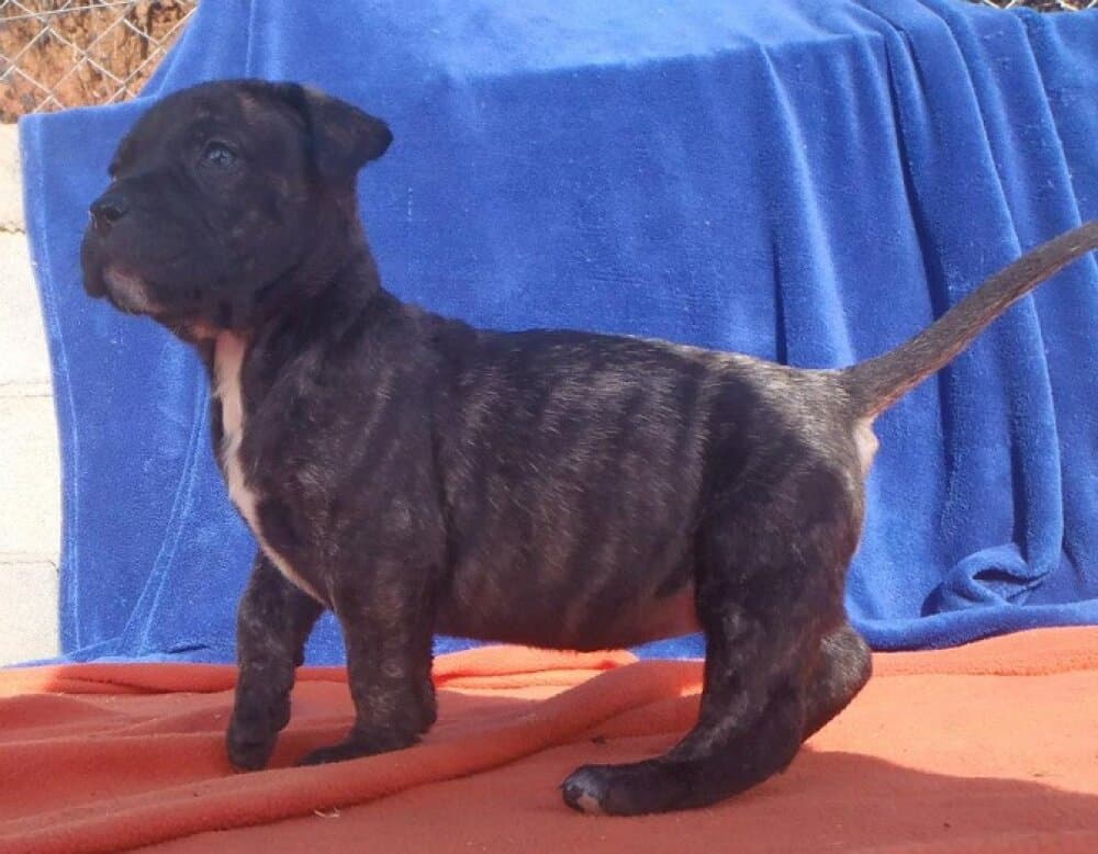 GIGANTOSTARDES CARLOTTA 1