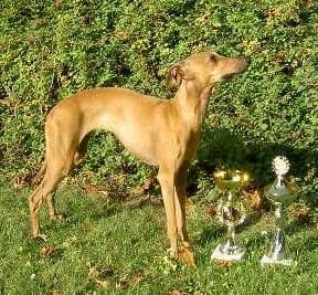 Meggy Of Sussex 1