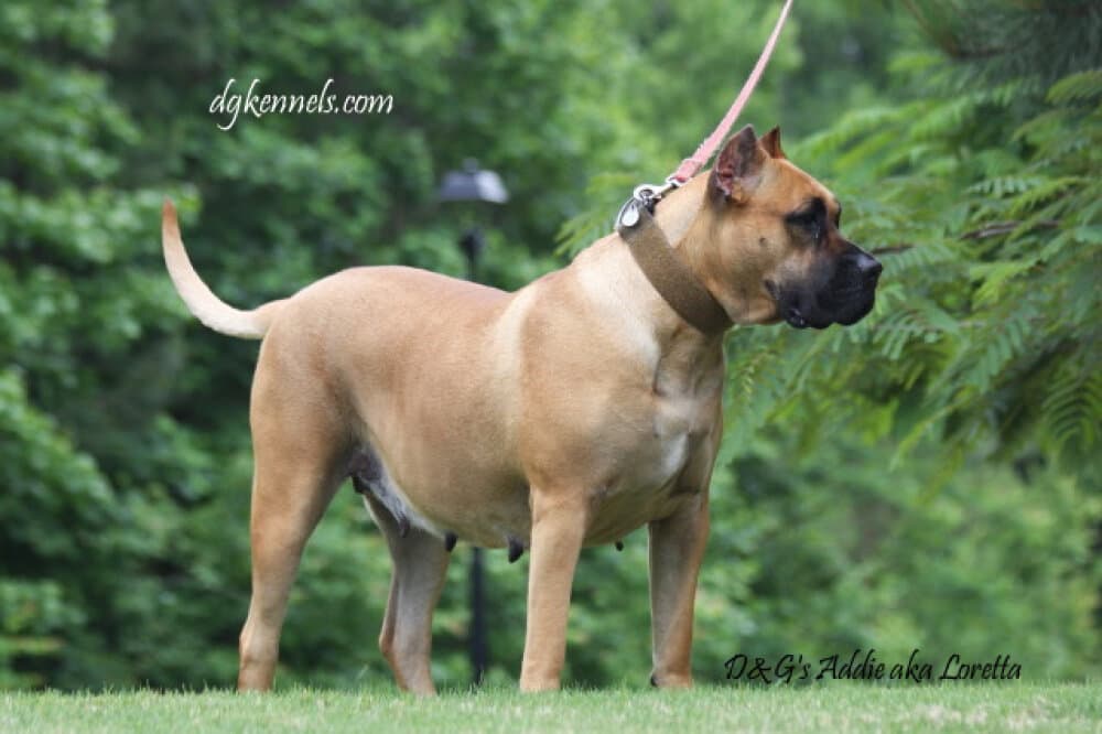 D&G'S ADDIE 1