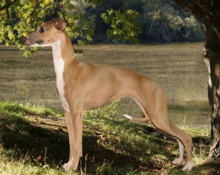 Diavolino's Diva 1