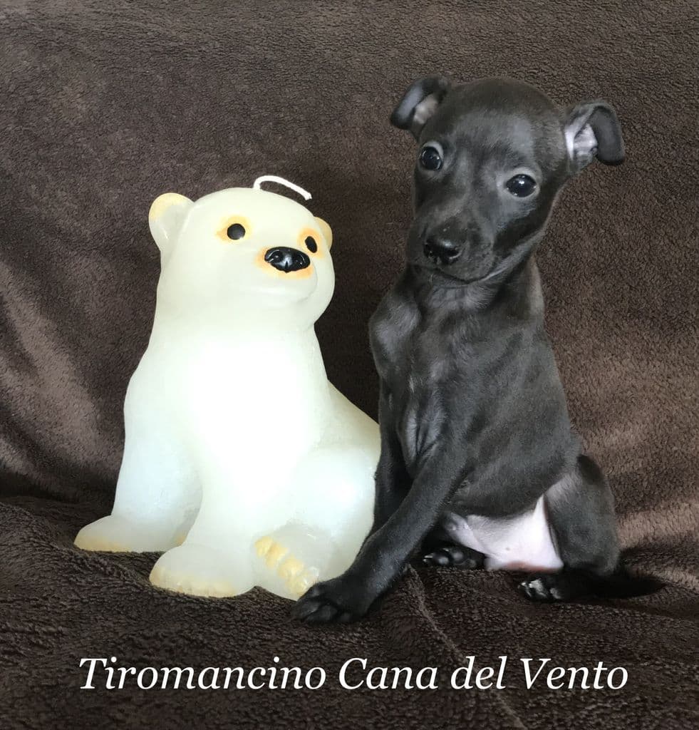 Tiromancino Cana del Vento 1