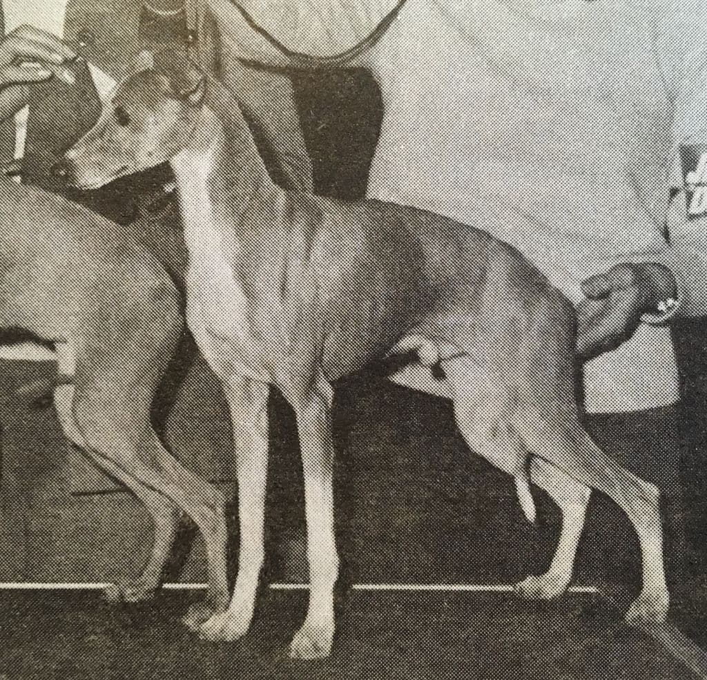 Nelshire's Royal Flush 1