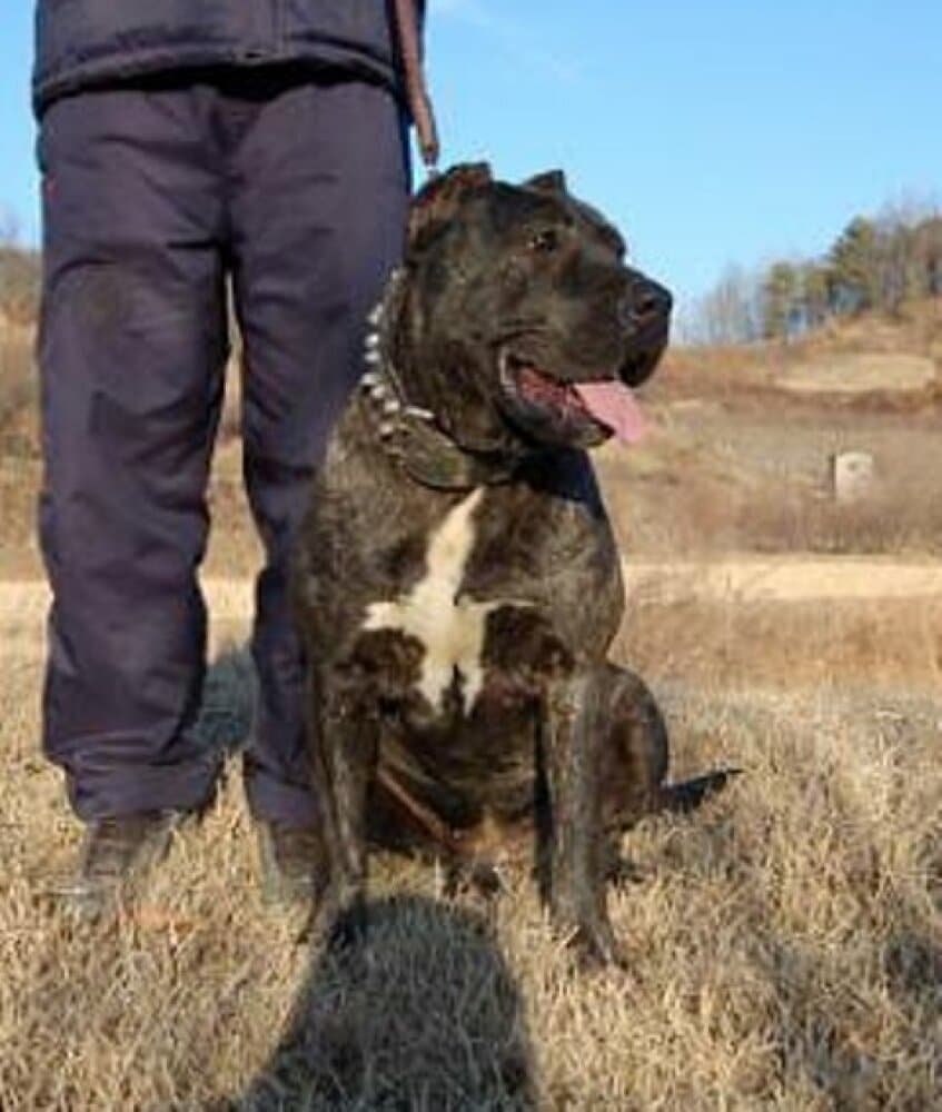 TARA DE PERRO DE LA TIERRA 1
