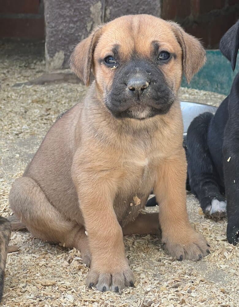 WACHMANN DE KING ZULU 1