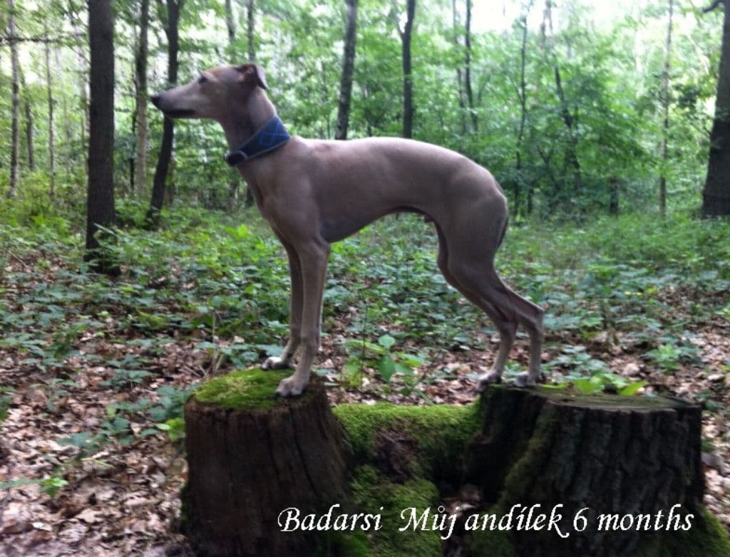 Badarsi Muj Andilek 1