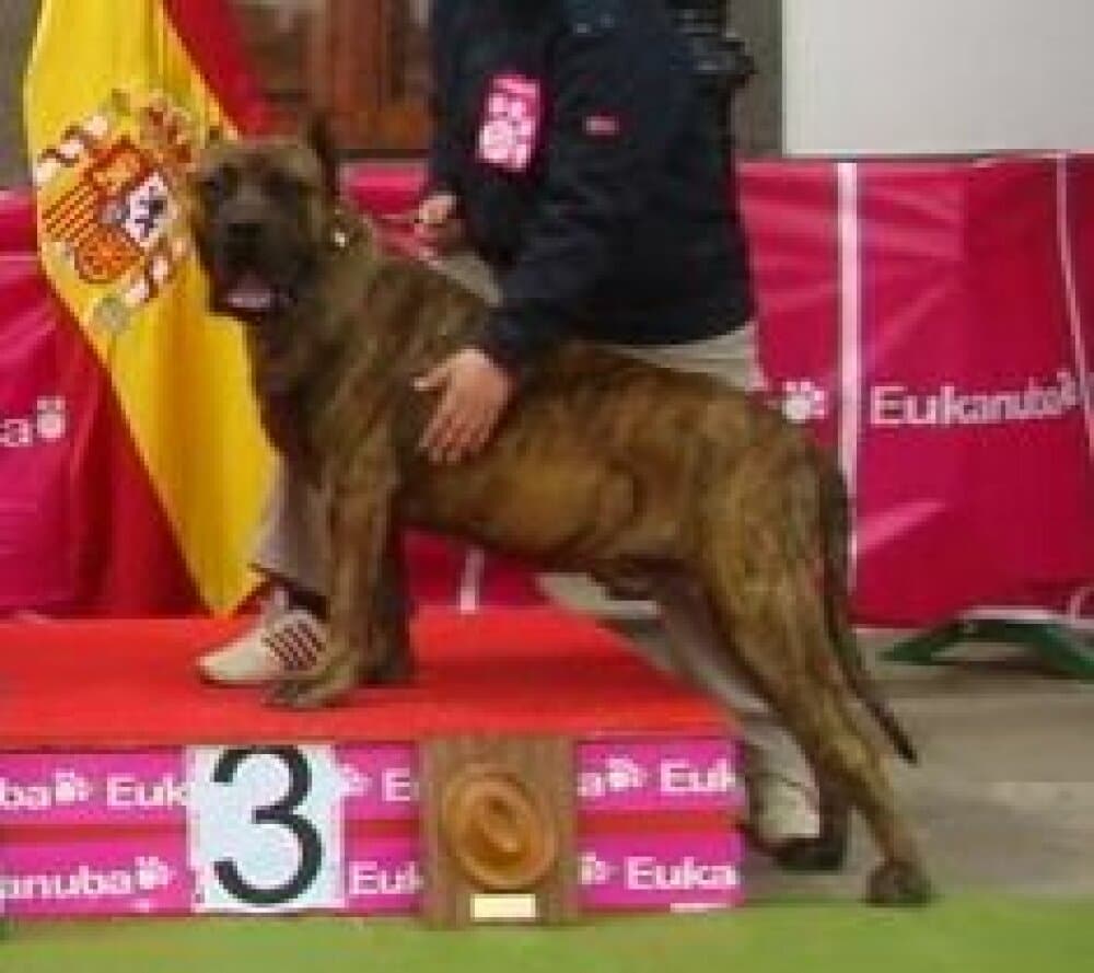 TORO DE CASA PANCHO 1