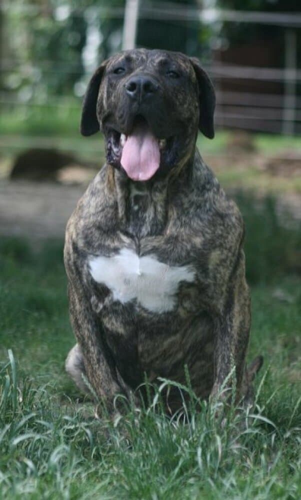 FARWEST DE ROYAL PRESA 1