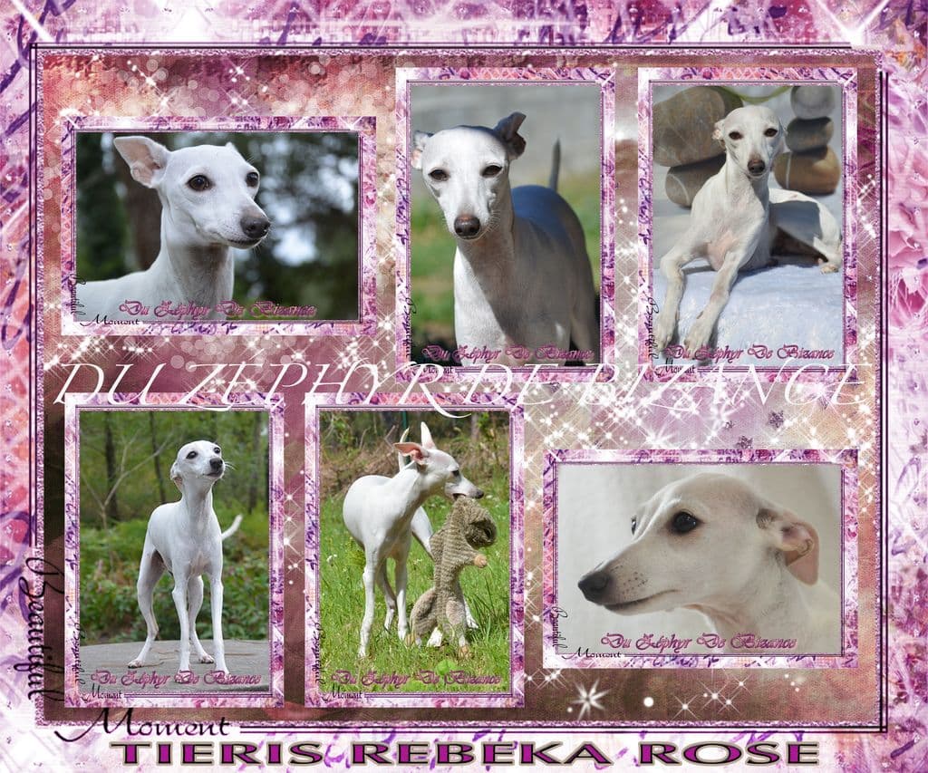 Tieris Rebeka Rose 1