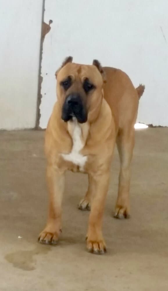 ADEMAR PERROS DE TOROS 1