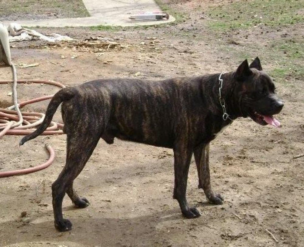 SHOW STOPPER TYSUN (TYSON, IRON MIKE) 1