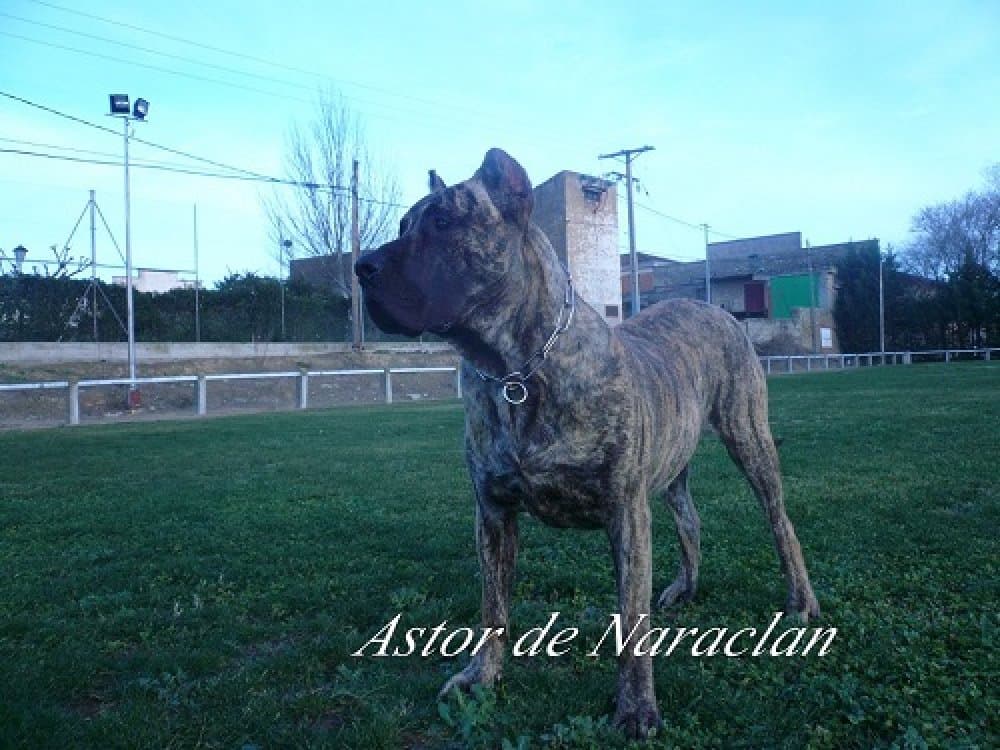 ASTOR DE NARACLAN 1
