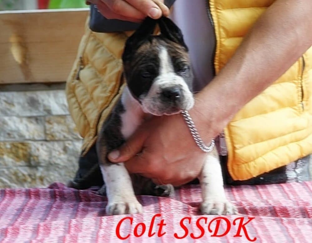 COLT SEVEN SHARKY DINASTY KENNEL 1