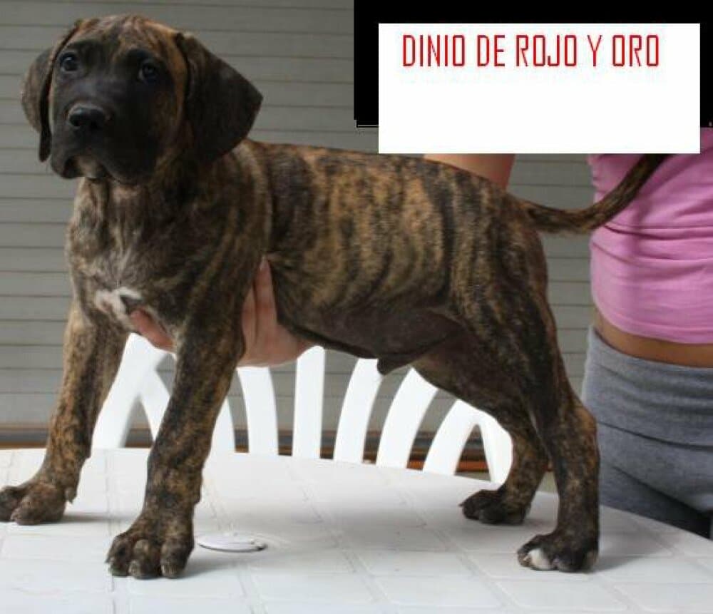 DINIO DE ROJO Y ORO 1