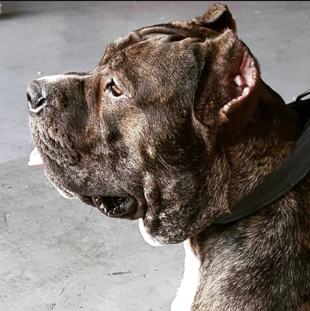 TYSON DE KING ZULU 1