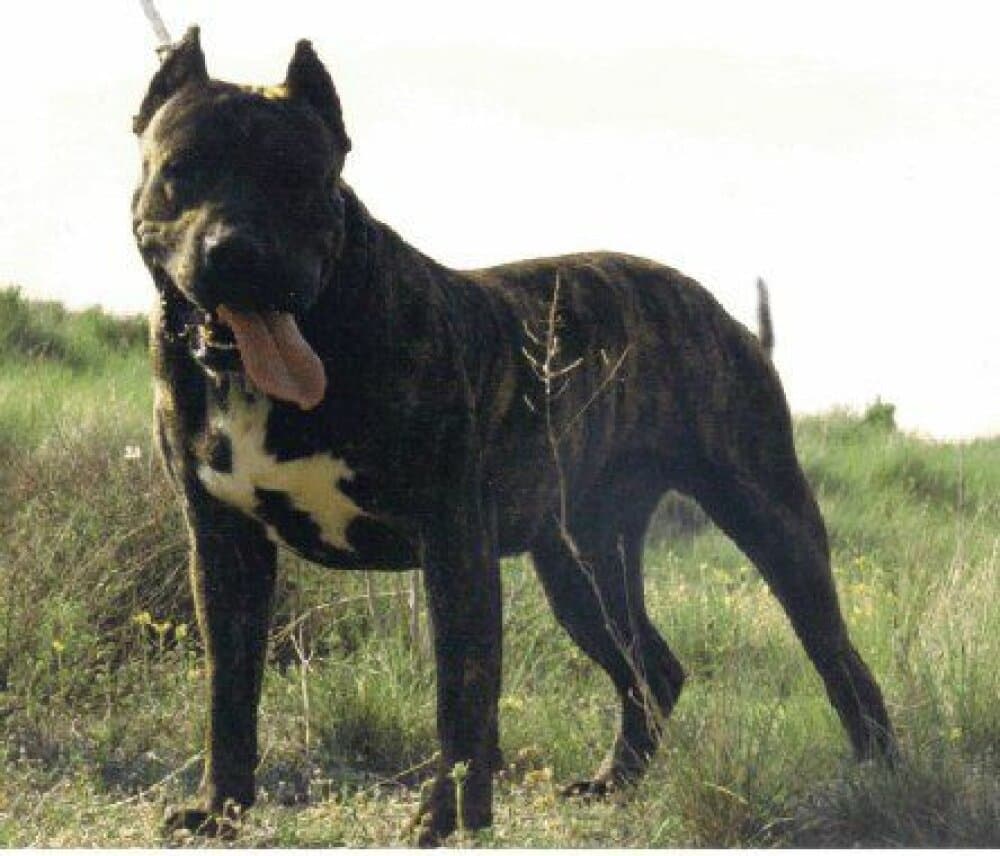 BERODES ROTTWEILER DE SAU 1