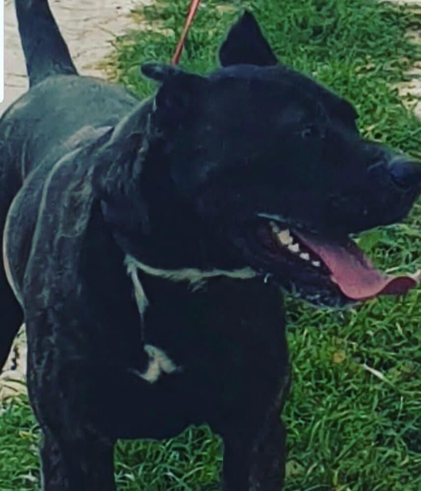 ZEUS II DE KING ZULU 1