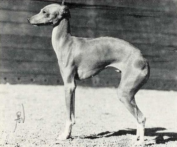 Sobers Pinuccia 1