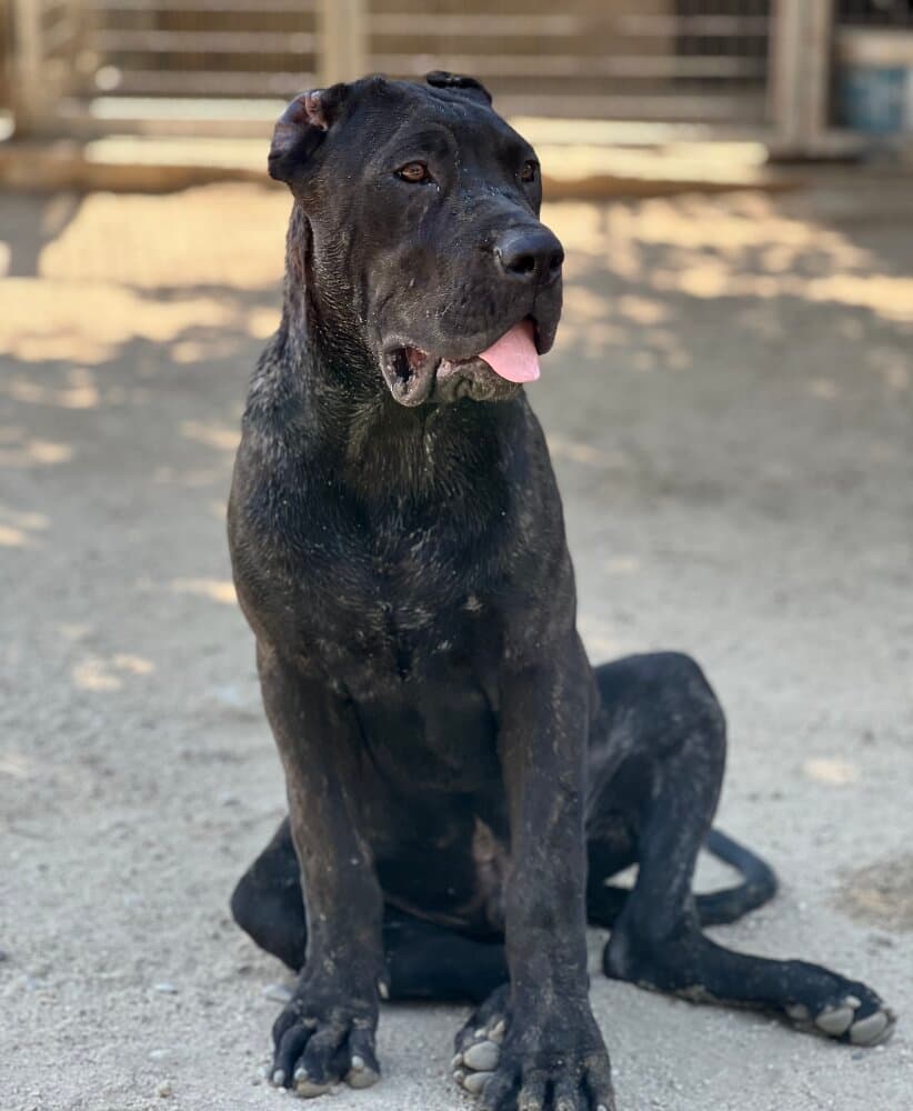 SāTO DE KING ZULU 1