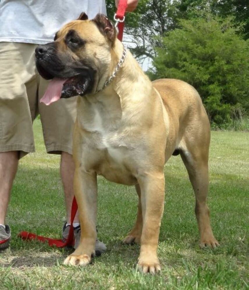 MID AMERICA K-9 DIESEL 1