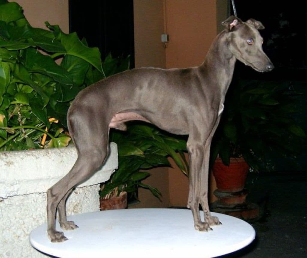 Italo Della Caveja 1