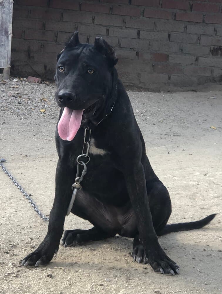 KIRA DE KING ZULU 1