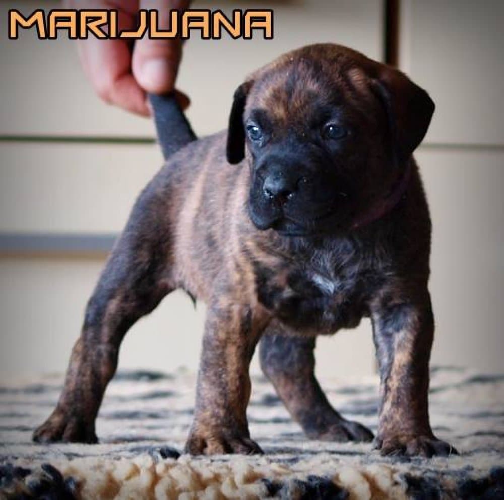 MARIJUANA NUESTRA SANGRE 1