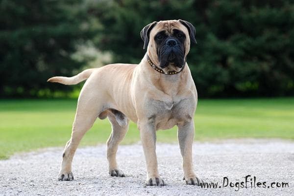 GARROWAY N SAGEHILL'S REUBON 1