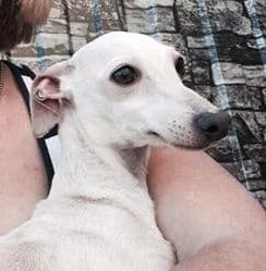 Nemiroff Houseof Hounds P'yari Sarna 1
