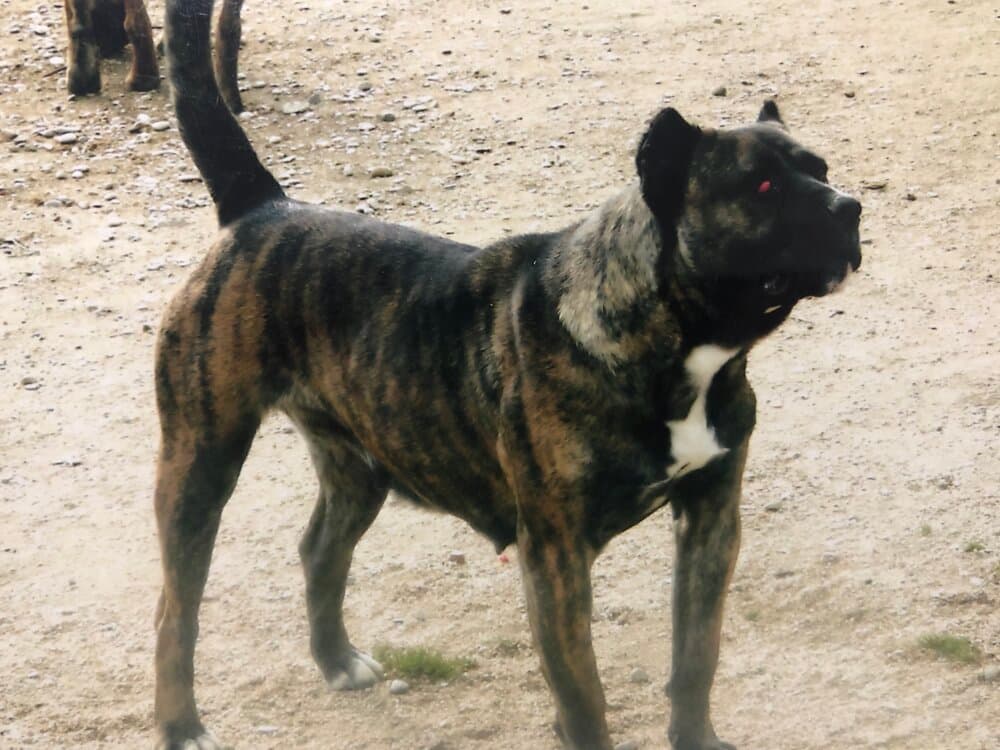 NOELIA DE KING ZULU 1