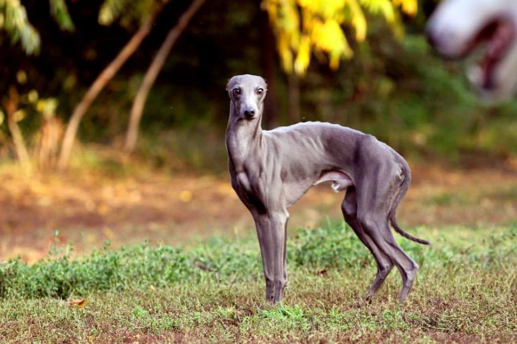 Blue Diamond Duelano 1