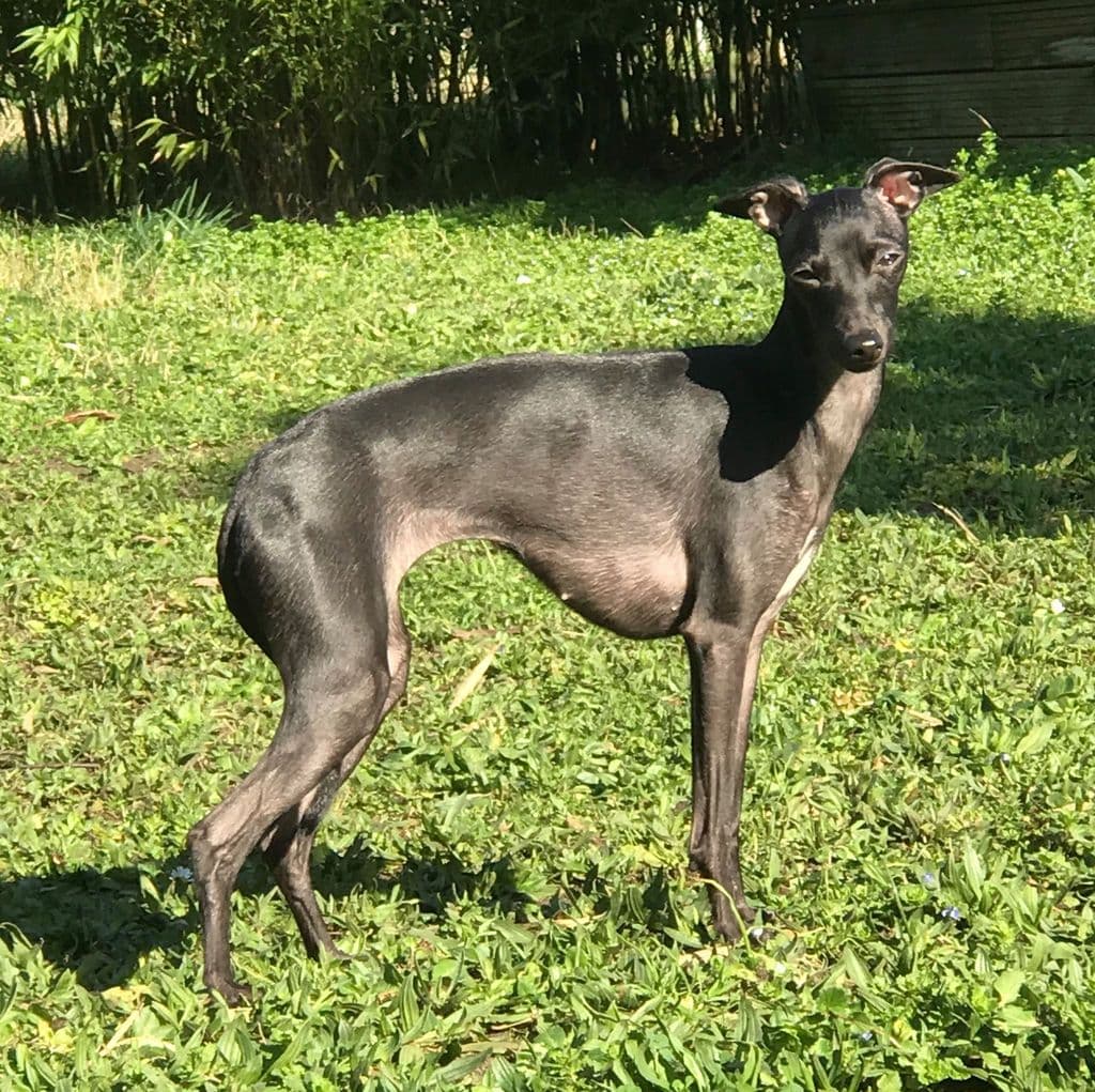 Black Baraka Opus Appasionata 1