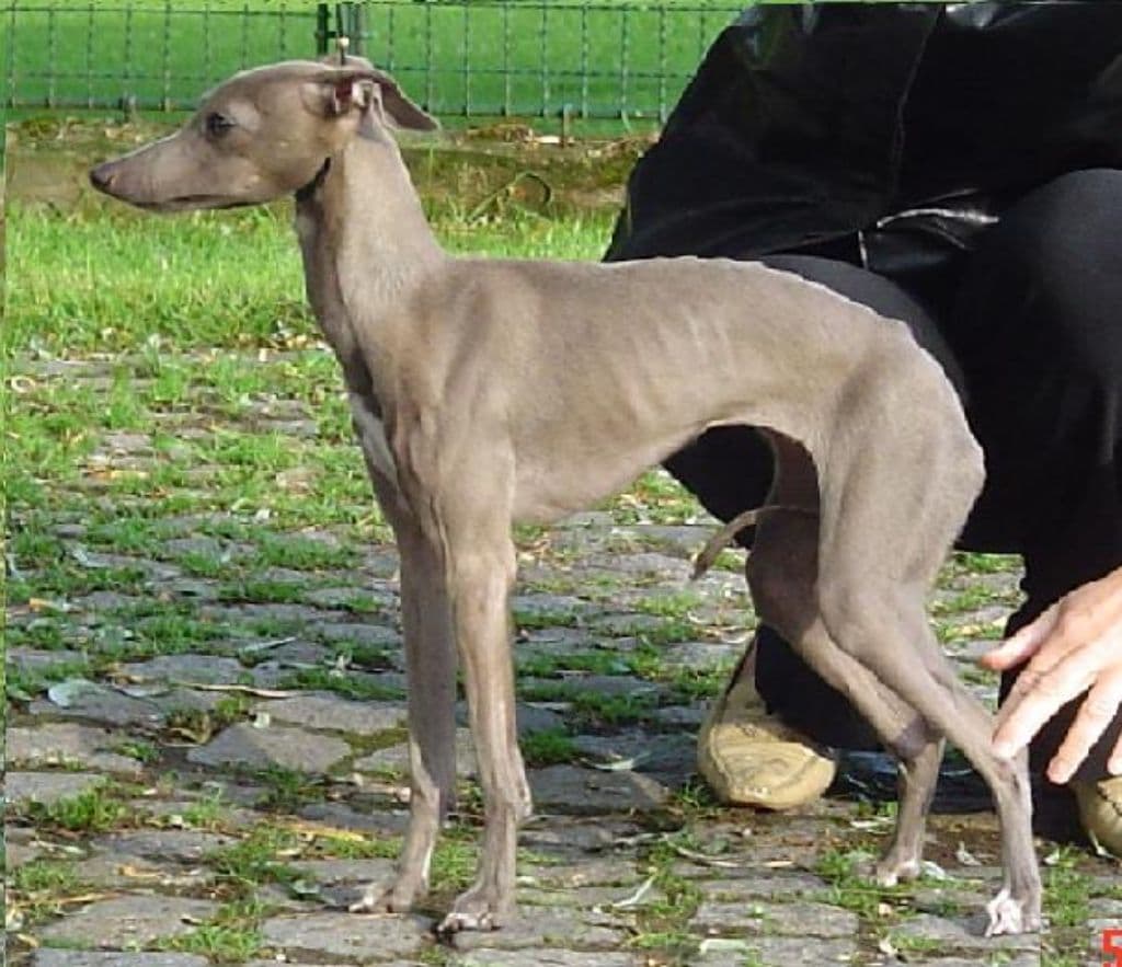 Alexa Astra Bravissimo 1