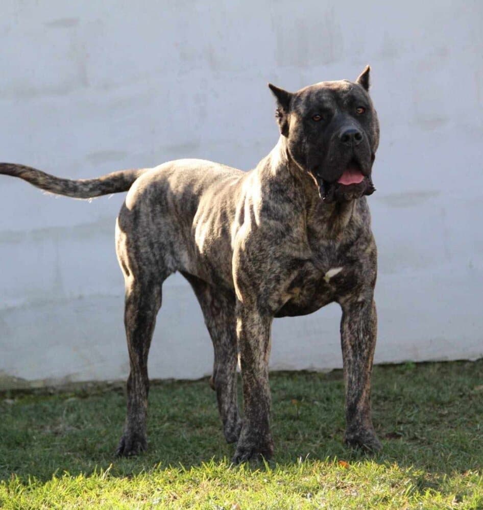 B-LUNA SILVER CHILD PRESA CANARIO 1