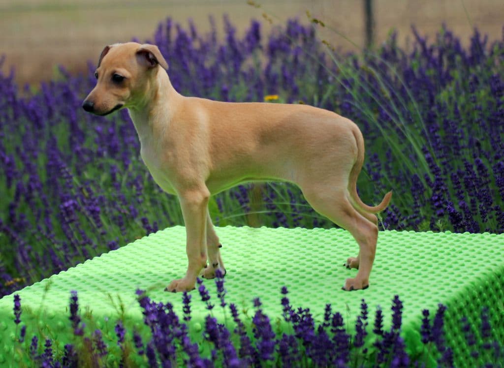 Chasing Kisses Phantom Menace 1