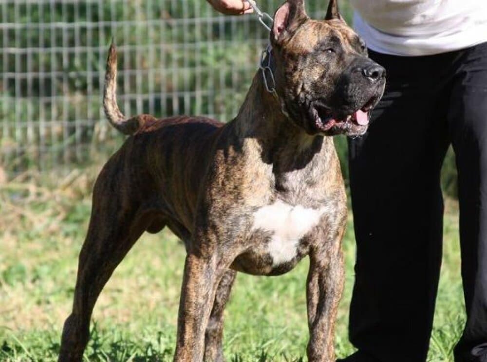 KAIZER DE ROJO Y ORO (KAISER) 1