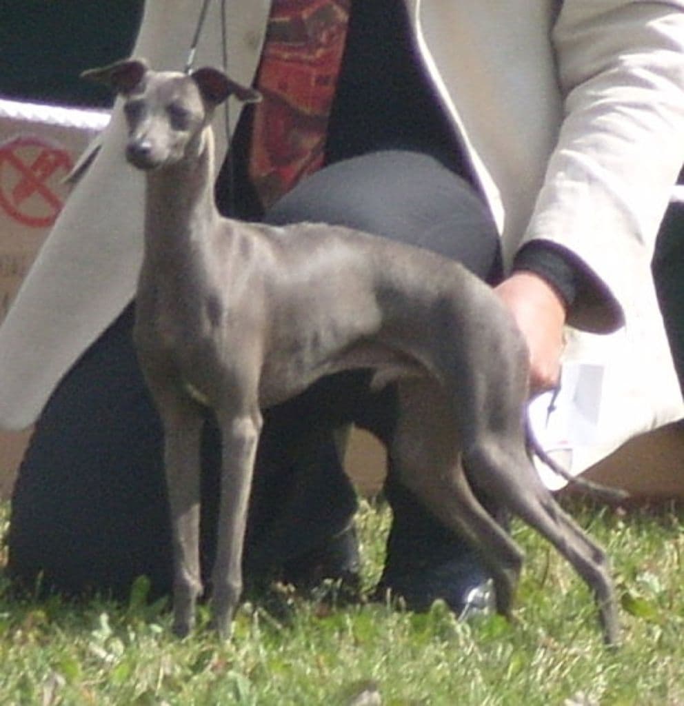Dervisch Trendsetter 1