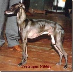 Vertragus Nibbio 1