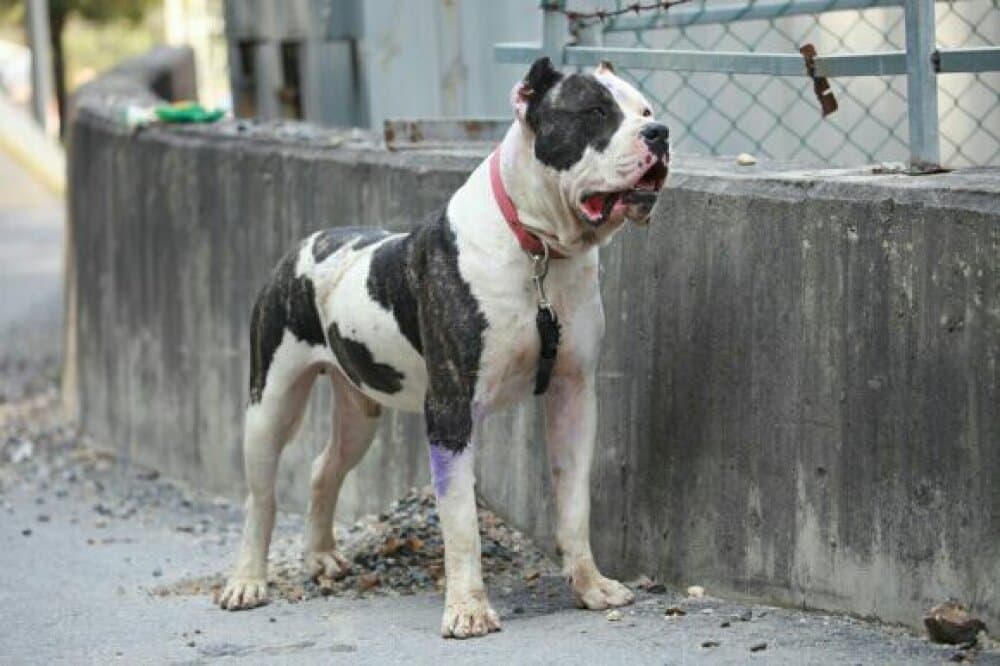 JAGGER PRESA CAN 1