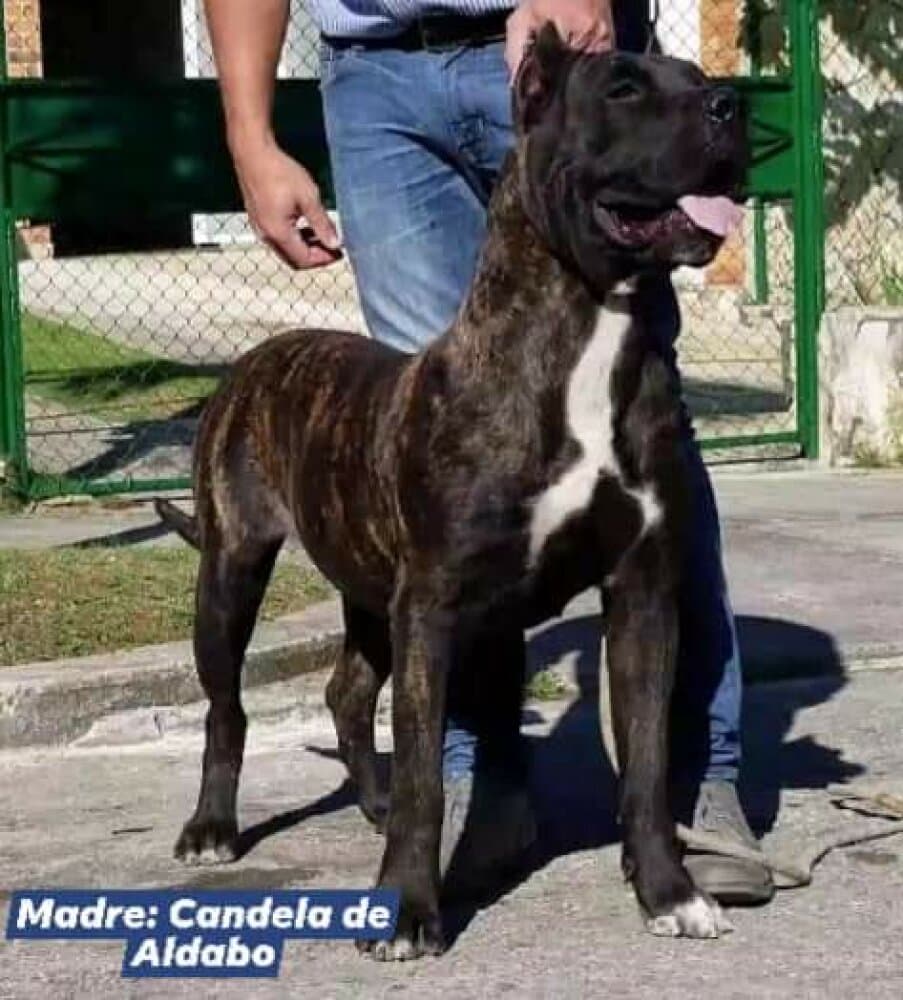CANDELA DE ALDABO 1