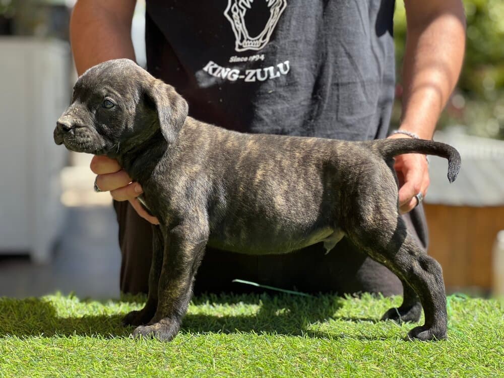 VENOM DE KING ZULU 1