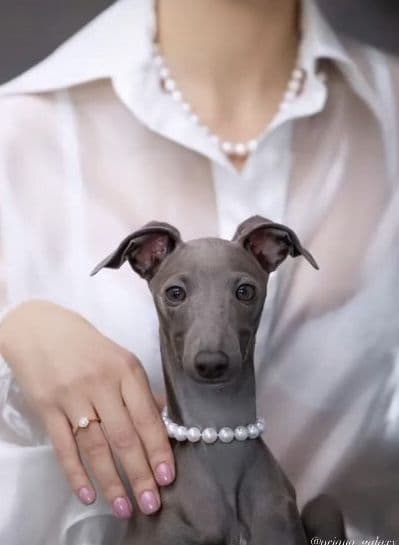 Cveta Orjana Galaxy 1