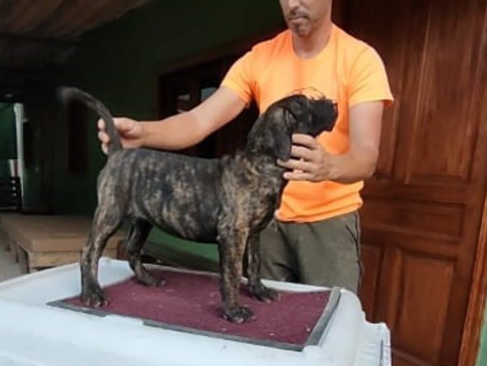 DAKOTA DE BREVIERCAN 1