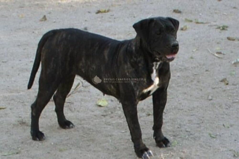 MERCHE DE KING ZULU 1