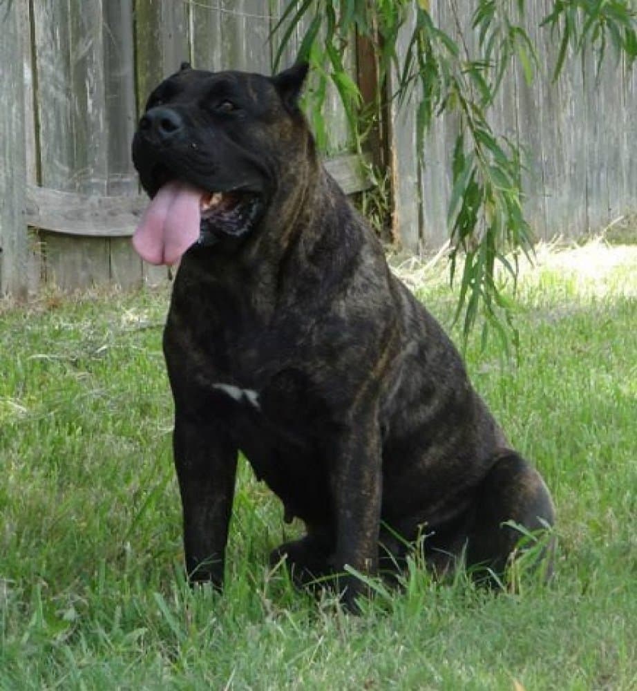 PRADERA'S COCO 1